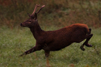 Wild Red deer running