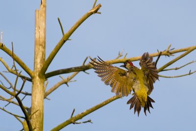 European Green Woodpecker going to land on a branch