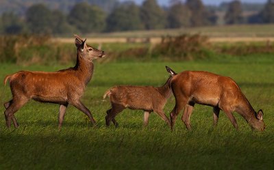 Wild Red deer