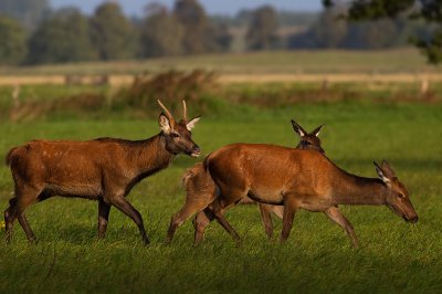 Wild Red deer