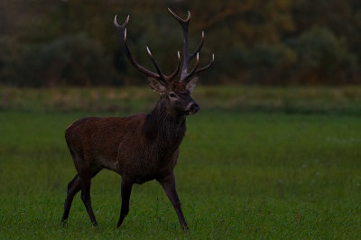 Wild Red deer