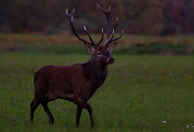 Wild Red deer