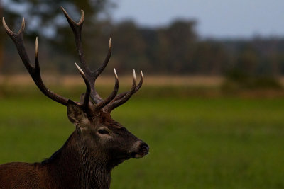 Wild Red deer