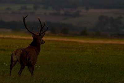 Wild Red deer