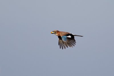 Eurasian Jay with acorn