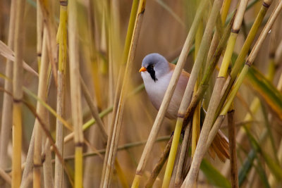 Bearded Reedling