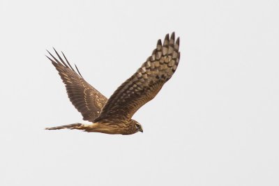 Hen Harrier