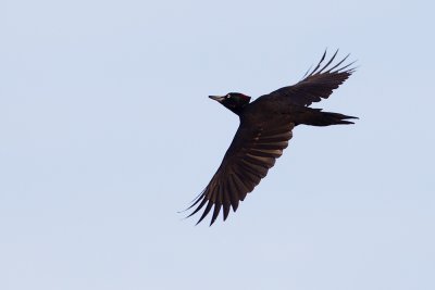 Black Woodpecker