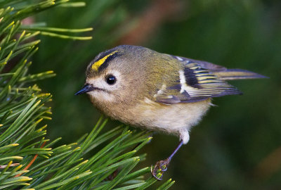 Goldcrest