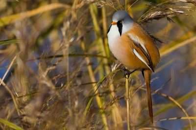 Bearded Reedling