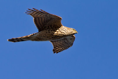 Northern Goshawk