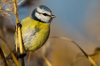 Blue Tit