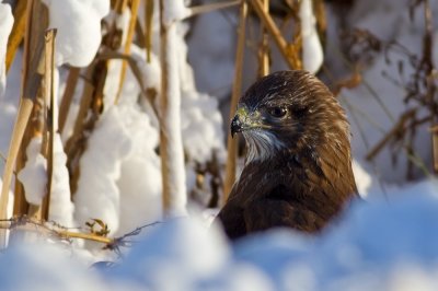 Common Buzzard