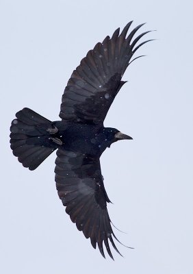 Rook in snowfall