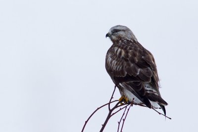 Rough-legged Buzzard