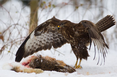 Common Buzzard with prey