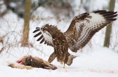 Ormvrk Buteo buteo Common Buzzard