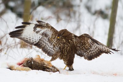 Ormvrk Buteo buteo Common Buzzard