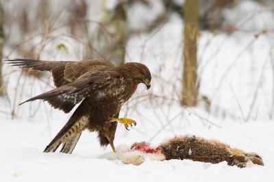 Ormvrk Buteo buteo Common Buzzard