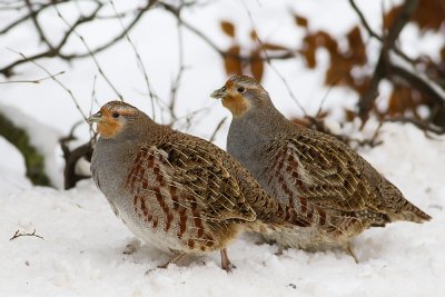 Rapphna Perdix perdix Grey Partridge