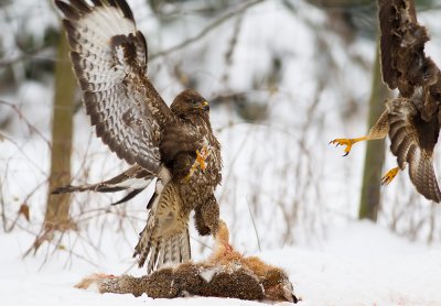 Ormvrk Buteo buteo Common Buzzard