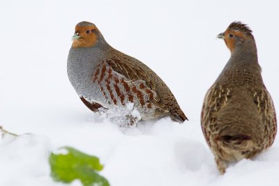 Rapphna Perdix perdix Grey Partridge