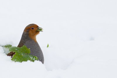 Rapphna Perdix perdix Grey Partridge