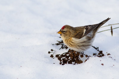 Grsiska Carduelis flammea Common Redpoll