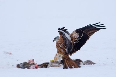 Red Kite landing