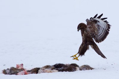 Common Buzzard landing