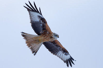 red Kite