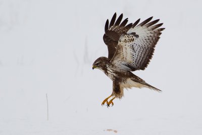 Common Buzzard