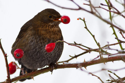 Koltrast Turdus merula Common Blackbird