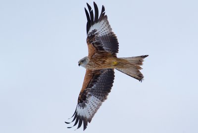 Red Kite