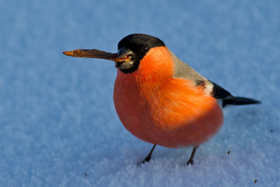 Domherre Pyrrhula pyrrhula Common Bullfinch