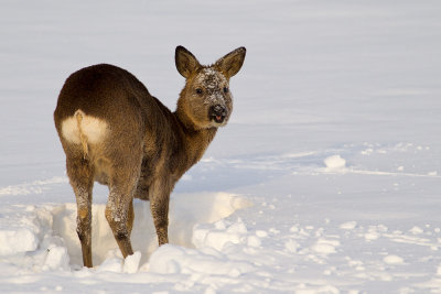 Roe deer in snow