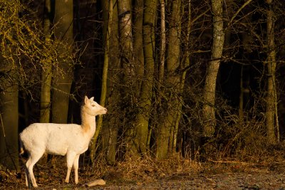 White Fallow Deer