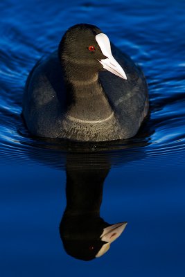 Eurasian Coot