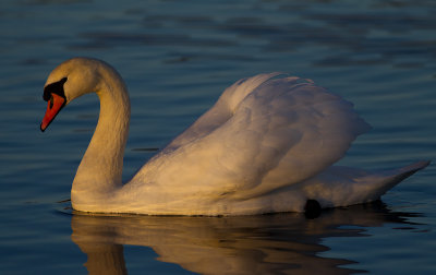 Mute Swan Knlsvan Cygnus olor