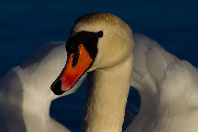 Mute Swan Knlsvan Cygnus olor