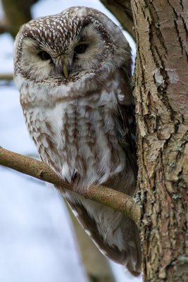 Prluggla Aegolius funereus Tengmalms Owl