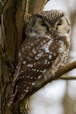 Prluggla Aegolius funereus Tengmalms Owl