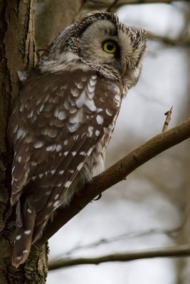 Prluggla Aegolius funereus Tengmalms Owl