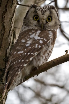 Prluggla Aegolius funereus Tengmalms Owl