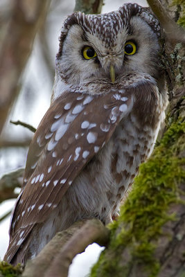 Prluggla Aegolius funereus Tengmalms Owl