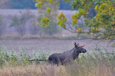 Moose close to Dalby, about 30km from Malmoe, Sweden, rear thing in this area