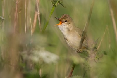 Marsh Warbler