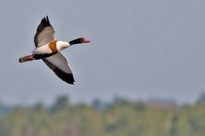 Common Shelduck