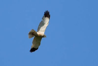 Western Marsh Harrier