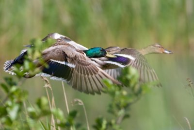 Mallard